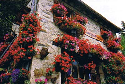 街を飾る花 ゼラニウム スイス好きのスイスマニアがスイスを紹介するブログ
